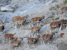 troupeau mouflons Alpes