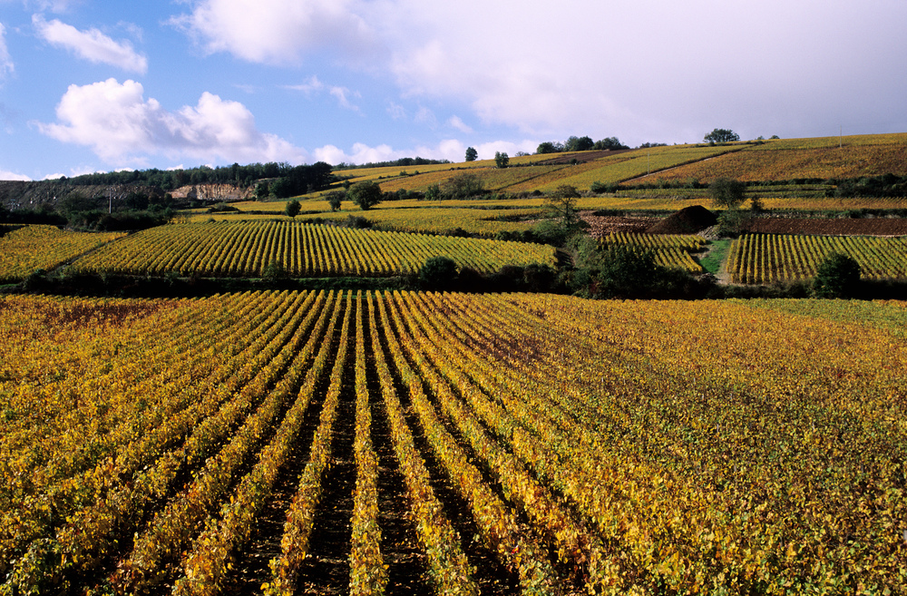 Vignobles de Nolay dans les Hautes Côtes de Beaune : étape du GR 7 près de Dijon - MonGR - Crédit : RIEGER Bertrand / hemis.fr