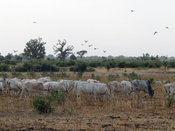 Faucons crécerellettes en chasse au-dessus d’un troupeau au Sénégal