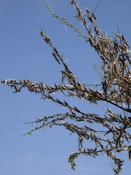 Bande d’Anacridium melanorhodon au sommet d’un Acacia