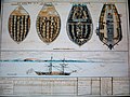 Plan d'un navire négrier de la Compagnie des Indes ayant chargé sa "cargaison" en 1769..